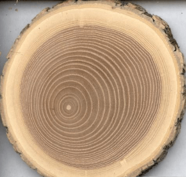 поперек дубовий