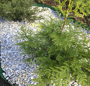 Мармурова крихта