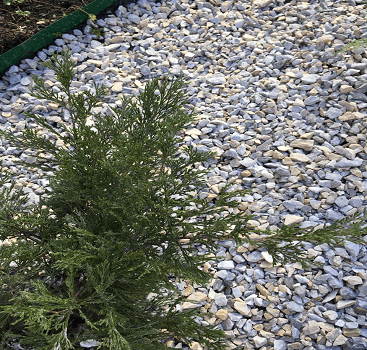 Крихта мармурова